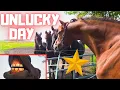 Download Lagu Wat een rampdag in de wei... Zeg kaas! Pak de balen op | Friese paarden