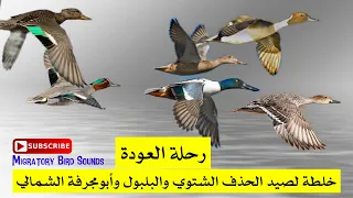 رحلة العودة خلطة لصيد الحذف الشتوي والبلبول وأبومجرفة Hunting Mix For E Teal N Pintail N Shoveler 