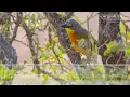 Download Lagu Grey-headed Bushshrike Call \u0026 Sounds.