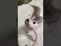 Download Lagu The Most Beautiful Gecko in the World - Enzo!