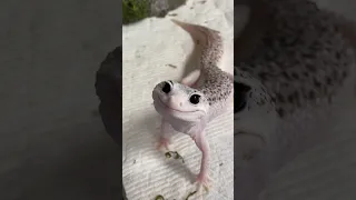 The Most Beautiful Gecko In The World Enzo  The Most Beautiful Gecko In The World Enzo