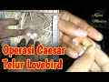 Download Lagu Cara 0prasi caesar Telur Burung Lovebird Yang Sulit Menetas | Andres Depu