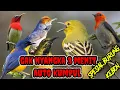 Download Lagu suara pikat burung kecil liar ribut paling joss di jamin burung sekebon langsung kumpul st28