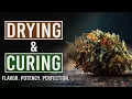 Download Lagu How to Dry \u0026 Cure Weed to Perfection!