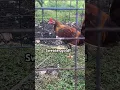 Download Lagu Super gold!!#ayam #roosterfarm #chicken #rooster #birds #freerangechickens #ayamlayer #shortsvideo