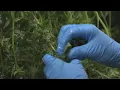 Ohio medical marijuana dispensaries to expand improving access and reducing costs