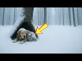 Download Lagu A Ranger Found a Dying Dog in the Snow—What Was Beside Her Left Him Speechless