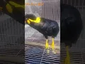 Lagu Pecinta satwa { viral burung beo pintar bicara }  😁#shorts