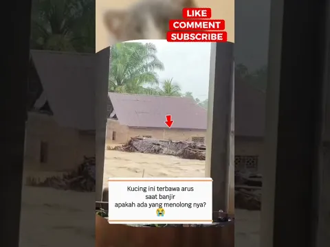 kucing terbawa arus❗ banjir bandang😭