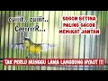 Download Lagu SOGON BETINA PIKAT MEMANGGIL JANTAN AMPUH UNTUK PANCINGAN SOGON AGAR BUNYI DAN NAIK BIRAHI