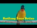 Download Lagu Kutilang Emas Betina Gacor untuk Pancingan.