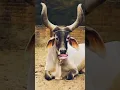 Download Lagu Cow 🐂 video #animals #comedy #funny #cow #cartoon