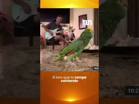 La rompió toda: así es el show del loro cantor