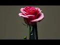 Download Lagu Guns N Roses - Patience (Slowed and Reverb)