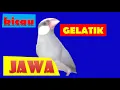 Lagu KICAU BURUNG GELATIK JAWA/SILVER/BELONG/COKELAT