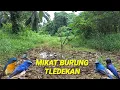 Lagu SERU‼️mikat burung tledekan burungnya jinak-jinak