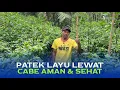Lagu Simak ini! Rahasia Cabe Aman dari Patek dan Layu Saat Curah Hujan Tinggi