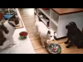 Rachael Ray Nutrish Commercial If Pets Could Make Their Own Food