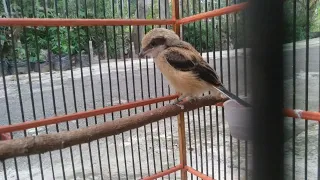 sikatan londo on fire jeda terapi air mengalir