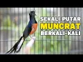 Download Lagu murai batu gacor AMPUH buat PANCINGAN murai batu agar bunyi JADIKAN burung murai gacor EMOSI NYAUT