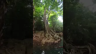 The Bush Bar – Indian River – Dominica