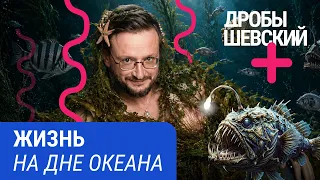 Кто обитает на дне океана? Вся правда о гигантских кальмарах, мегалодонах и других жителях глубин