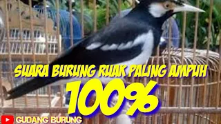 suara burung ruak paling ampuh mp3