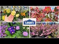 LOWES NEW ARRIVALS March 2025 Garden Center Inventory Perennials Annual Flowers Shrubs Trees