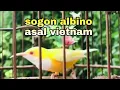 Download Lagu sogon/sogok ontong albino.vietnam