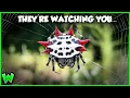 EVERY Spider in Your Backyard Explained ft travismcenery2919