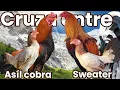 Cross between sweater - Asil cobra elpoderdelpollo2342