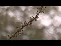 Pollen count up in Atlanta