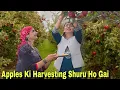 Download Lagu Apples Ki Harvesting Shuru Ho Gai || Mummy Ko Rona Aa Gaya ||  Jyotika and Rajat