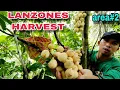 Download Lagu Lansones harvest area#2