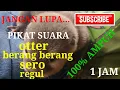 Download Lagu pikat suara Otter,berang berang,lingsang,sero,regul 100% AMPUH