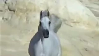شعر جميل عن الرجوله دندنها