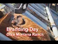 Cattle Branding on Montana s Hashknife Ranch 2024