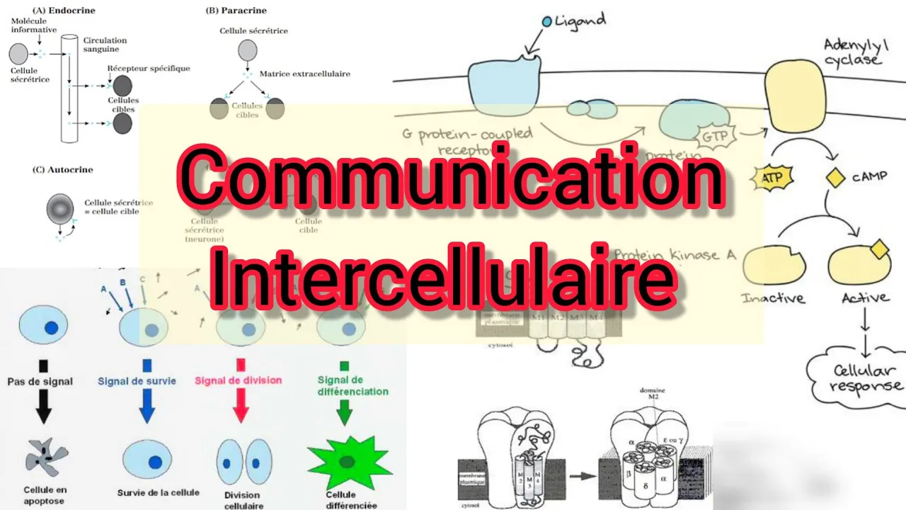 communication intercellulaire / Signalisation
