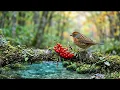 Relaxing Birdsong with Beautiful Piano 🌿 Clear Your Mind, Reduce Stress & Stay Focused