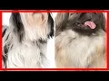 Differences between the pekingese and shih tzu