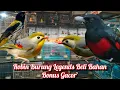 Lagu BELI BURUNG BAHAN BONUS GACOR 