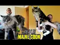 Download Lagu Mengenal Kucing Maine Coon Dan Harga Jualnya