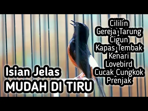 Download MP3 MASTERAN MURAI BATU GACOR FULL ISIAN TEMBAKAN KENARI KAPAS TEMBAK CILILIN CUNGKOK JENGGOT KORLAP