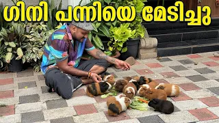 ഗിനിപ്പന്നിയെ കണ്ടപ്പോൾ അമ്മയുടെ Reaction! | New Pets at Home . #ginipig 