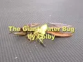 Giant Water Bug