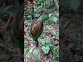 CEK JERAT PUYUH HUTAN( SENGAYAN ) dapat 1 ekor betina