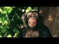 Download Lagu George of the Jungle 2 (2003) Home Video Teaser