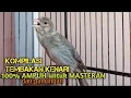 Download Lagu KENARI GACOR PANJANG Rol Rapat EMOSI Cuit cuit Ngerol AMPUH untk Pancingan kenari paud belajar bunyi