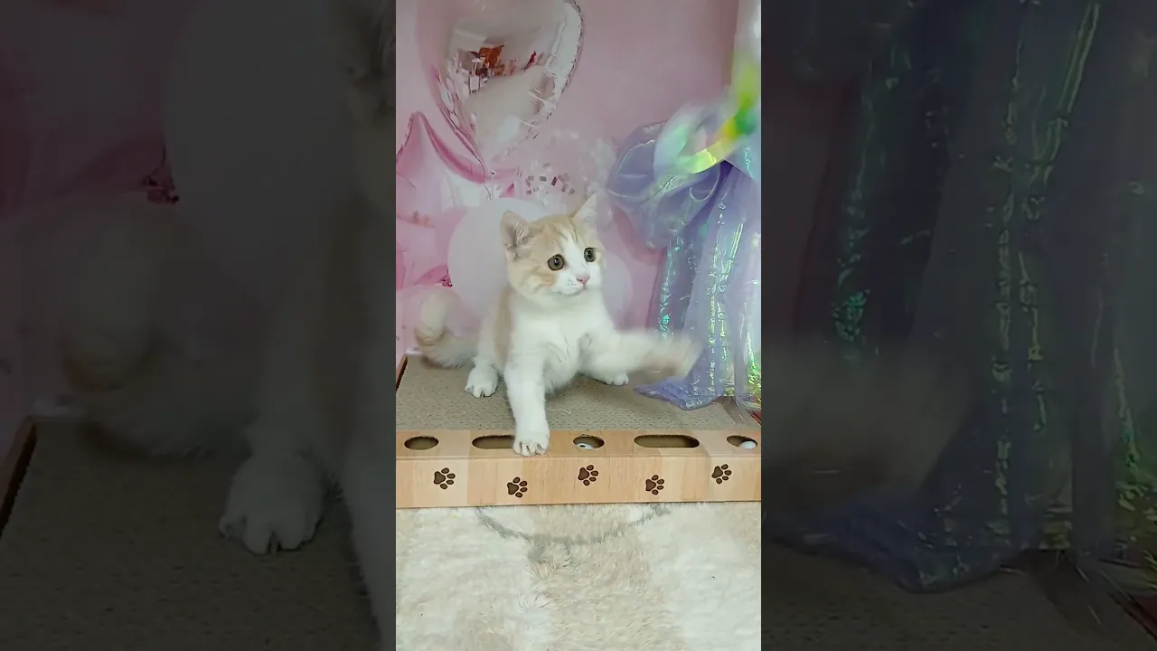 動画