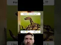 Download Lagu What’s going on here? #snake #funny #reaction #answer #edm #remix